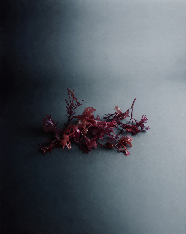 Red Algae