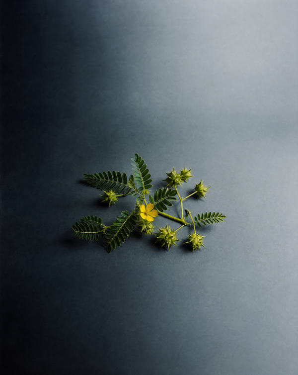 Tribulus terrestris