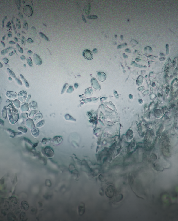 Bacillus Subtilis AB22
