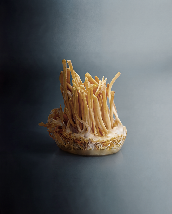 Organic Cordyceps sinensis Mycelium